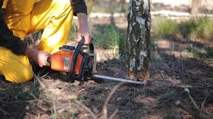 How Our Tree Care Process Works  in  Burkburnett, TX