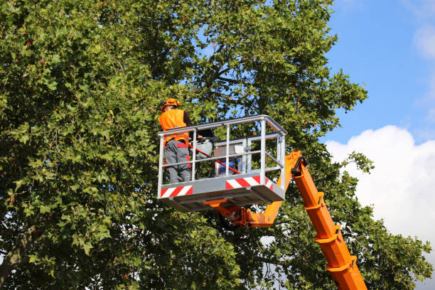 Best Emergency Tree Removal  in Burkburnett, TX