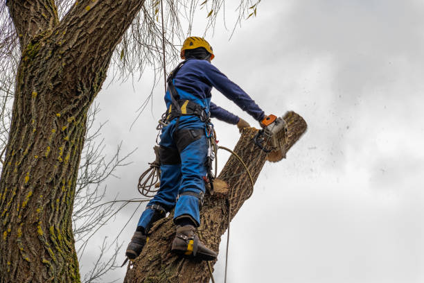 Best Tree Preservation Services  in Burkburnett, TX