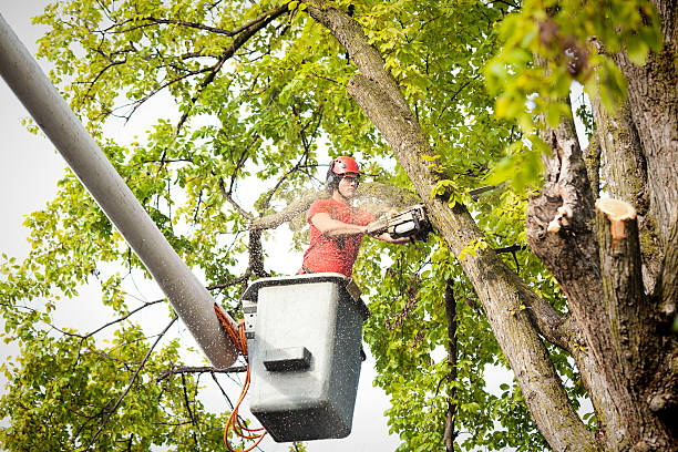 Best Tree Risk Assessment  in Burkburnett, TX