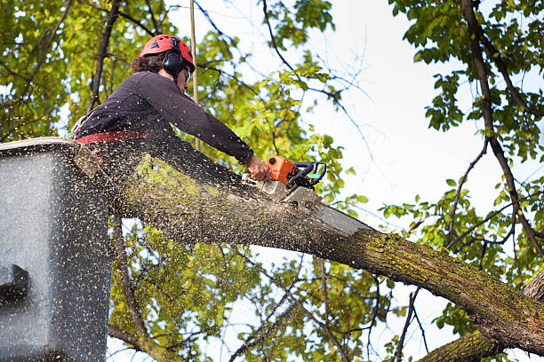 Best Tree Removal  in Burkburnett, TX